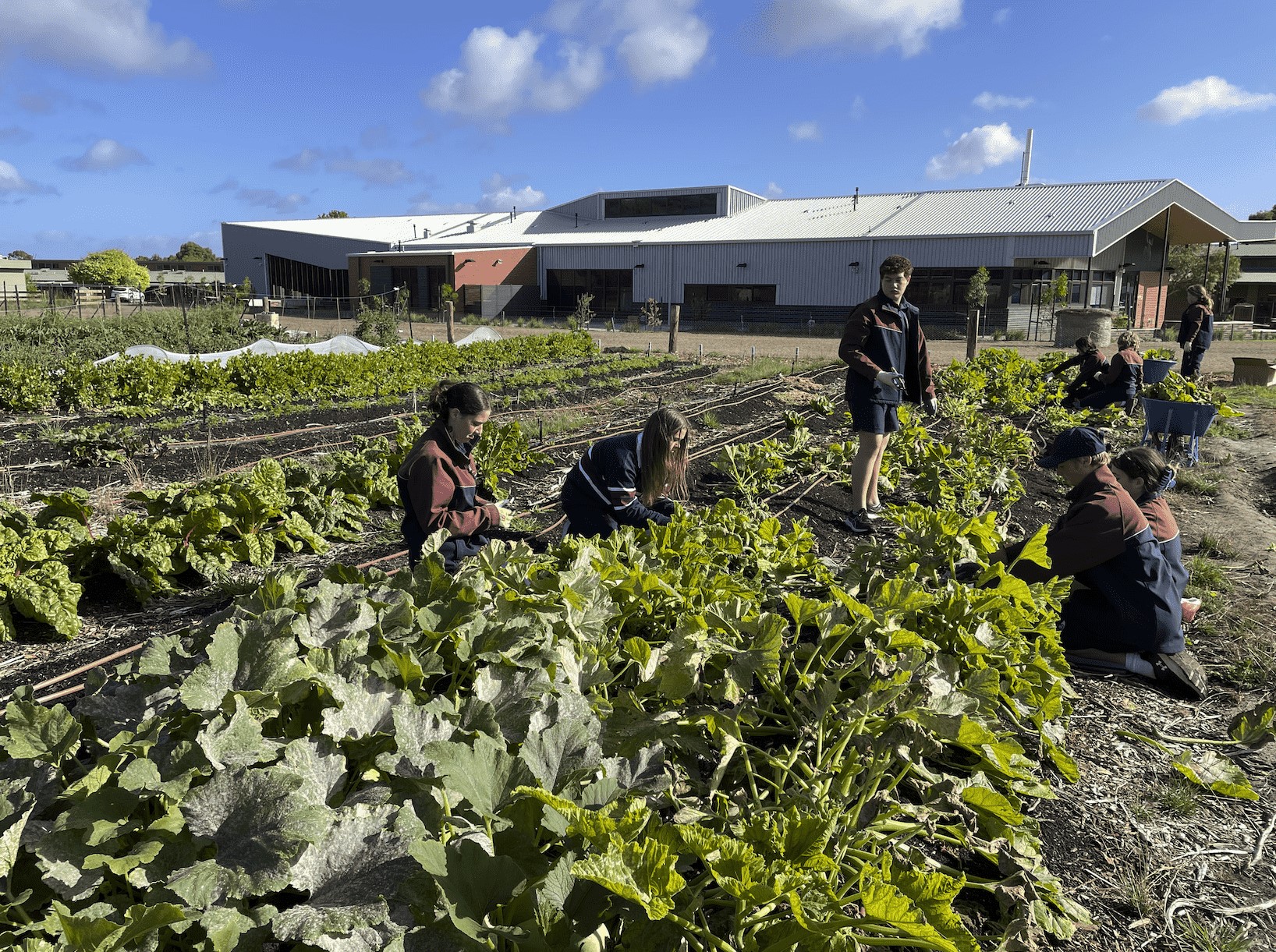 Farm My School Image 2023-10-12